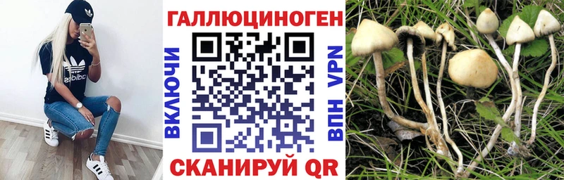 Галлюциногенные грибы Psilocybine cubensis  Новоржев 